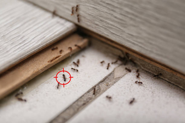Best Affordable Pest Control Services  in Wappingers Falls, NY
