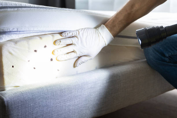 Best Local Pest Control Services  in Wappingers Falls, NY