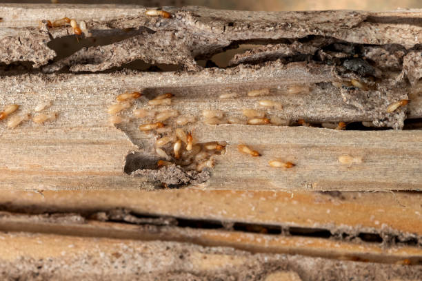 Insect Control in Wappingers Falls, NY